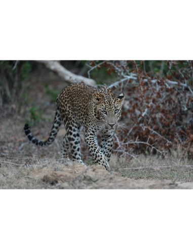 Sony Alpha 1 II – Professional Full Frame Camera