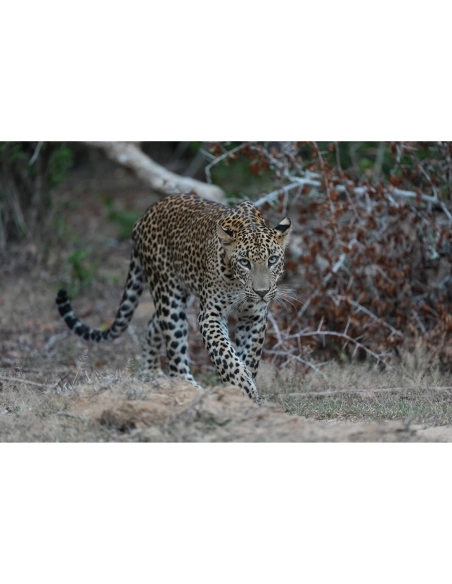 Sony Alpha 1 II – Cámara Profesional Full Frame