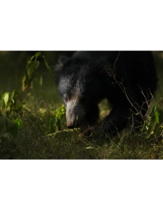 Un ours se déplaçant dans une forêt dense avec une lumière douce filtrant à travers les feuillage, capture au Sony Alpha 1 II