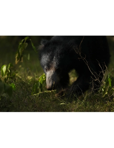 Sony Alpha 1 II – Professional Full Frame Camera