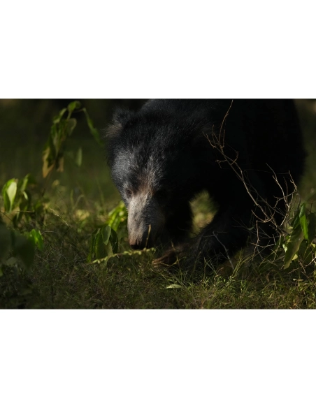 Sony Alpha 1 II – Professional Full Frame Camera