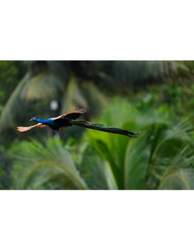 Sony Alpha 1 II – Professional Full Frame Camera