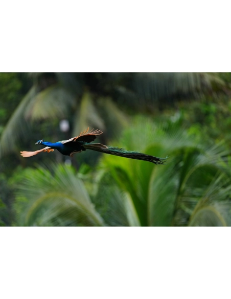 Sony Alpha 1 II – Cámara Profesional Full Frame