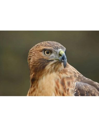 Canon EOS R6 Mark III + 3 SanDisk 256GB Extreme PRO UHS-II SDXC + 2 Canon LP-E6P Canon CÁMARAS SIN ESPEJO 3.152,00 € MCZ DIRECT