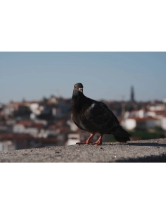 Un pigeon posant sur un mur avec une ville en arrière-plan, ciel c, capture au Sony Alpha 7 V – Appareil Hybride Plein Format Un pigeon posant sur un mur avec une ville en arrière-plan, ciel c, capture au Sony Alpha 7 V – Appareil Hybride Plein Format