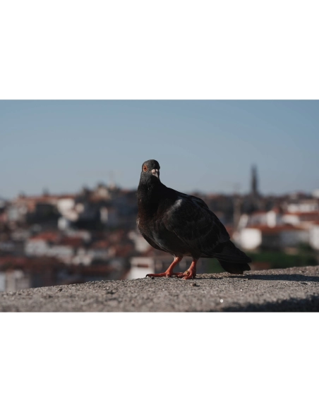 Sony Alpha 7 V – Appareil Hybride plein format pro