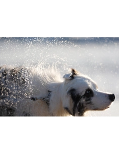 Un chien secoue de l'eau après avoir nagé, dans un environnement e, capture au Sony Alpha 7 V – Appareil Hybride Plein Format Un chien secoue de l'eau après avoir nagé, dans un environnement e, capture au Sony Alpha 7 V – Appareil Hybride Plein Format