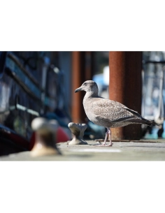 A seagull standing on a dock near blurred boats, captured with Sony Alpha 7 V – Full Frame Mirrorless Camera A seagull standing on a dock near blurred boats, captured with Sony Alpha 7 V – Full Frame Mirrorless Camera
