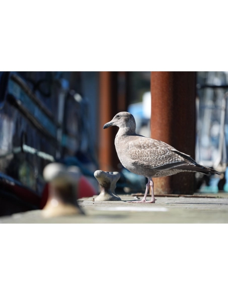 Sony Alpha 7 V – Appareil Hybride plein format pro