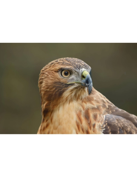 Comprar Canon EOS R6 III + RF 35mm f/1.4 L VCM