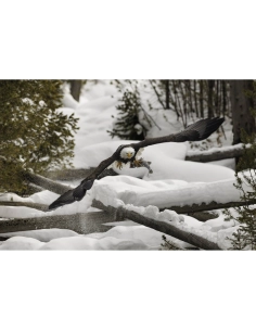 An eagle flying low over snow, carrying a fish in its talons, captured with Canon RF 800mm F5.6 L IS USM An eagle flying low over snow, carrying a fish in its talons, captured with Canon RF 800mm F5.6 L IS USM