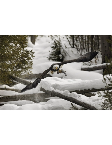 Canon RF 800mm F5.6 L IS USM - Super telephoto Canon CANON LENSES €14,447.00 MCZ DIRECT