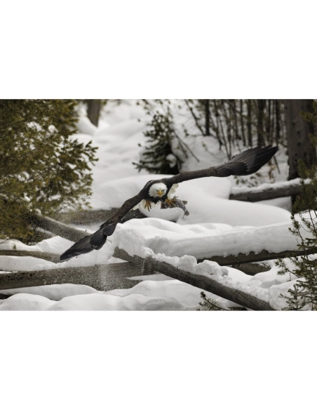 Canon RF 800mm F5.6 L IS USM - Super telephoto Canon CANON LENSES €14,447.00 MCZ DIRECT