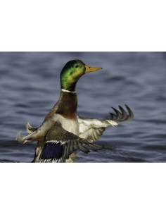 A mallard duck flapping its wings in water, captured with Canon RF 800mm F5.6 L IS USM A mallard duck flapping its wings in water, captured with Canon RF 800mm F5.6 L IS USM