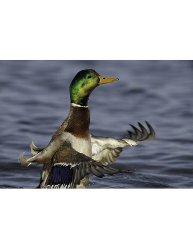 Canon RF 800mm F5.6 L IS USM - Super telephoto Canon CANON LENSES €14,447.00 MCZ DIRECT