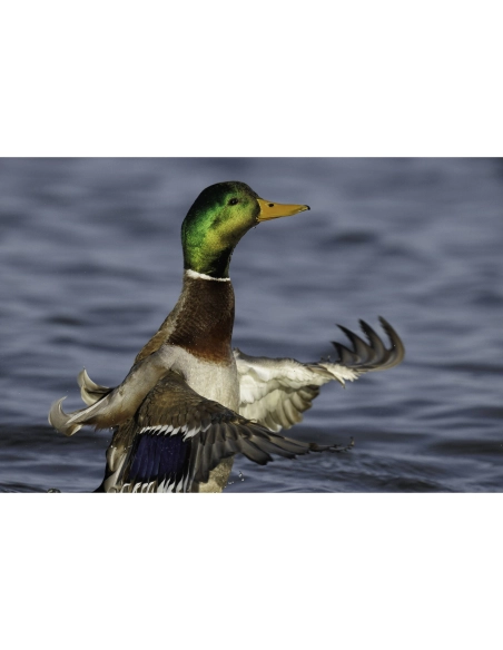 Canon RF 800mm F5.6 L IS USM Canon OBJETIVOS CANON 14.447,00 € MCZ DIRECT