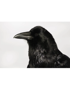 A close-up of a black raven with glistening feathers in soft light, captured with Canon RF 800mm F5.6 L IS USM A close-up of a black raven with glistening feathers in soft light, captured with Canon RF 800mm F5.6 L IS USM