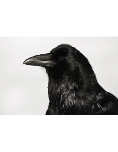 Canon RF 800mm F5.6 L IS USM Canon OBJETIVOS CANON 14.447,00 € MCZ DIRECT