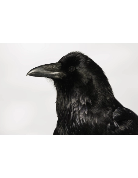 Canon RF 800mm F5.6 L IS USM - Super telephoto Canon CANON LENSES €14,447.00 MCZ DIRECT