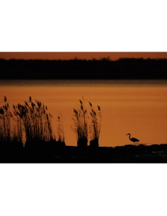 silhouette of a heron by the water at sunset, captured with Canon RF 800mm F5.6 L IS USM silhouette of a heron by the water at sunset, captured with Canon RF 800mm F5.6 L IS USM