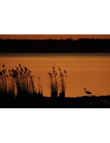 Canon RF 800mm F5.6 L IS USM - Super telephoto Canon CANON LENSES €14,447.00 MCZ DIRECT