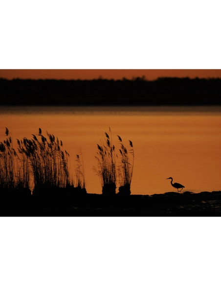 Canon RF 800mm F5.6 L IS USM Canon OBJETIVOS CANON 14.447,00 € MCZ DIRECT