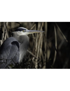 A heron blending into the surrounding reeds, highlighting its features in soft, n, captured with Canon RF 800mm F5.6 L IS USM A heron blending into the surrounding reeds, highlighting its features in soft, n, captured with Canon RF 800mm F5.6 L IS USM