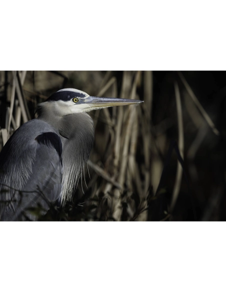 Canon RF 800mm F5.6 L IS USM Canon OBJETIVOS CANON 14.447,00 € MCZ DIRECT