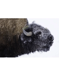 A frosty bison in a snowy environment, captured with Canon RF 800mm F5.6 L IS USM A frosty bison in a snowy environment, captured with Canon RF 800mm F5.6 L IS USM
