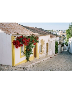 Rue charmante avec des maisons blanches et des fleurs rouges, ambiance paisible et ensoleillée, capture au Nikon Z 50mm f/1.4 Rue charmante avec des maisons blanches et des fleurs rouges, ambiance paisible et ensoleillée, capture au Nikon Z 50mm f/1.4