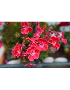 Fleurs roses en pot dans un jardin lumineux, capture au Nikon Z 50mm f/1.4 Fleurs roses en pot dans un jardin lumineux, capture au Nikon Z 50mm f/1.4
