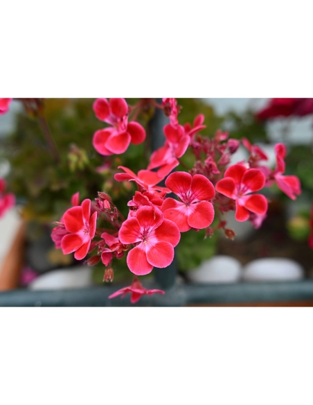 Nikon Z 50mm f/1.4 Nikon OBJECTIF PHOTO 464,00 € MCZ DIRECT