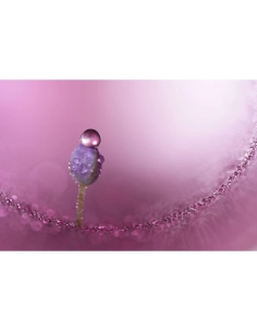 Fleur violette avec gouttes d'eau sur fond flou, capture au Sony FE 100mm f/2.8 Macro GM