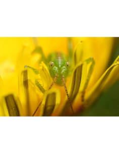 Insecte vert sur une fleur jaune, ambiance naturelle et colorée, capture au Sony FE 100mm f/2.8 Macro GM
