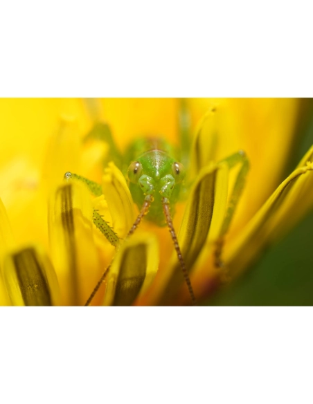 Sony FE 100mm f/2.8 Macro GM Sony OBJETIVOS SONY 1.280,00 € MCZ DIRECT