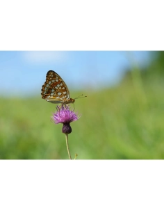 A butterfly perched on a purple flower in a lush green field under a clear blue s, captured with Sony FE 100mm f/2.8 Macro GM A butterfly perched on a purple flower in a lush green field under a clear blue s, captured with Sony FE 100mm f/2.8 Macro GM