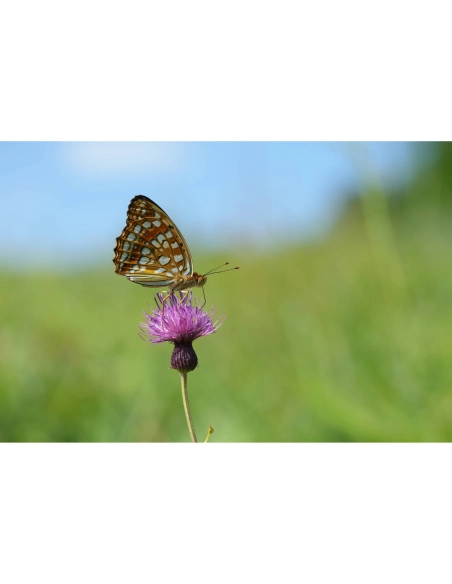 Sony FE 100mm f/2.8 Macro GM Sony OBJETIVOS SONY 1.280,00 € MCZ DIRECT