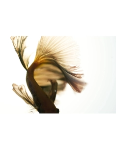 A graceful fish swimming with flowing fins in a light background, captured with Sony FE 100mm f/2.8 Macro GM A graceful fish swimming with flowing fins in a light background, captured with Sony FE 100mm f/2.8 Macro GM