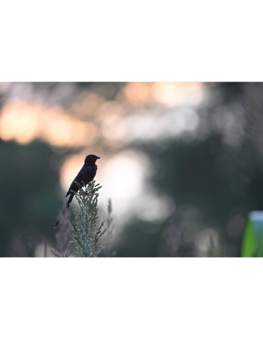 Nikon Z 600mm f/6.3 VR S | Achat et Prix