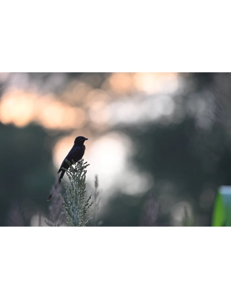 Nikon Z 600mm f/6.3 VR S | Achat et Prix