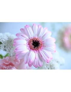 A close-up of a pink and white flower surrounded by soft pastel blooms, creatin, captured with Nikon Z 70-200mm f/2.8 VR S II A close-up of a pink and white flower surrounded by soft pastel blooms, creatin, captured with Nikon Z 70-200mm f/2.8 VR S II