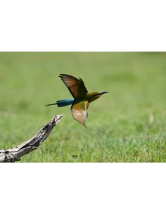 Un pájaro en vuelo sobre un paisaje verde, capturado con Sony a7R VI Un pájaro en vuelo sobre un paisaje verde, capturado con Sony a7R VI