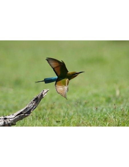Un pájaro en vuelo sobre un paisaje verde, capturado con Sony a7R VI