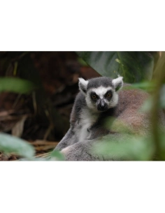 Un lémurien observando en un entorno selvático, capturado con Sony a7R VI Un lémurien observando en un entorno selvático, capturado con Sony a7R VI
