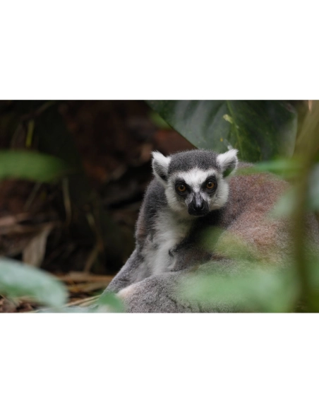 Un lémurien observando en un entorno selvático, capturado con Sony a7R VI