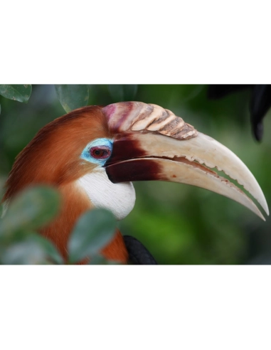Pájaro colorido posado entre hojas verdes, capturado con Sony a7R VI