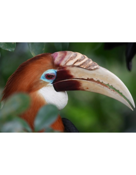 Pájaro colorido posado entre hojas verdes, capturado con Sony a7R VI