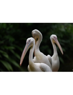 Grupos de pelícanos en un entorno natural verde, capturado con Sony a7R VI Grupos de pelícanos en un entorno natural verde, capturado con Sony a7R VI