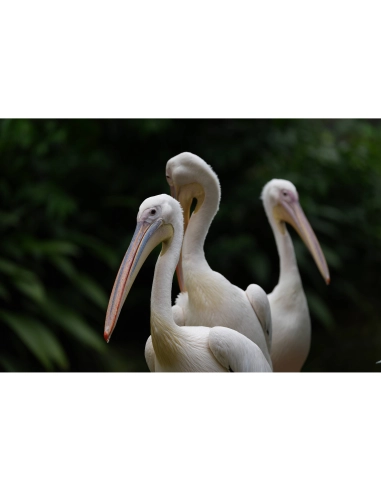 Grupos de pelícanos en un entorno natural verde, capturado con Sony a7R VI