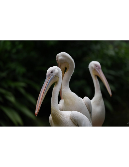 Grupos de pelícanos en un entorno natural verde, capturado con Sony a7R VI
